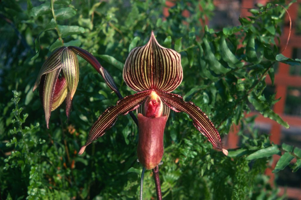 Paphiopedilum A. de Lairesse 'Darkness', February 1975, roll 197502H12 slide 19.  Hybrid registered in 1895.