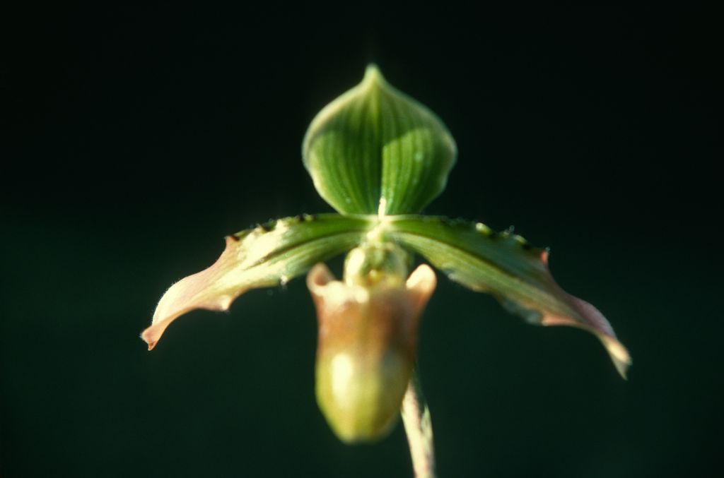 Paphiopedilum Atys, April 1975, roll 197504H7 slide 9