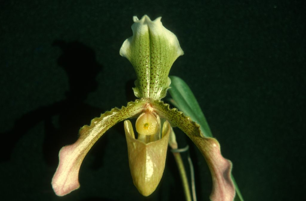 Paphiopedilum Alcides, October 1975, roll 197510H6 slide 15
