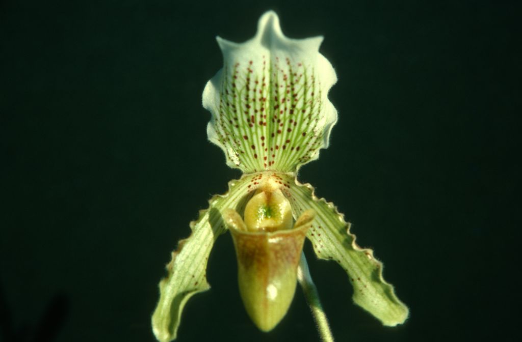 Paphiopedilum Arthurianum, October 1975, roll 197510H6 slide 18