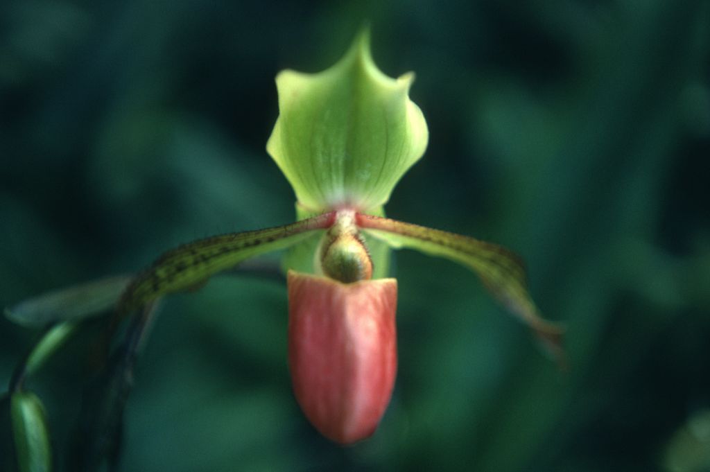 Paphiopedilum Adventure, February 1976, roll 197602H2 slide 11
