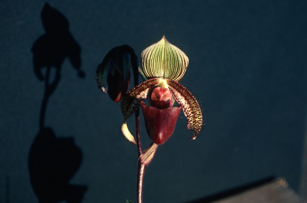 Paphiopedilum Adventure 'Safari', December 1978, roll 197812H5 slide 10