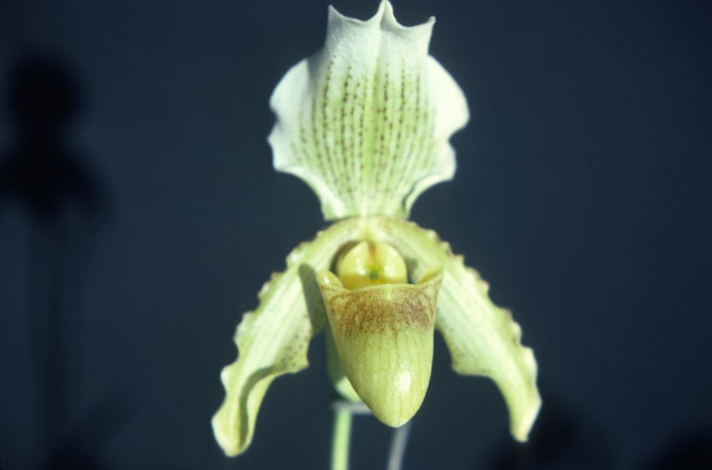 Paphiopedilum Arthurianum 'White Knight', December 1978, roll 197812H5 slide 6