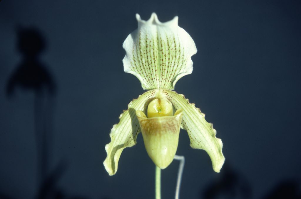 Paphiopedilum Arthurianum 'White Knight', December 1978, roll 197812H5 slide 7