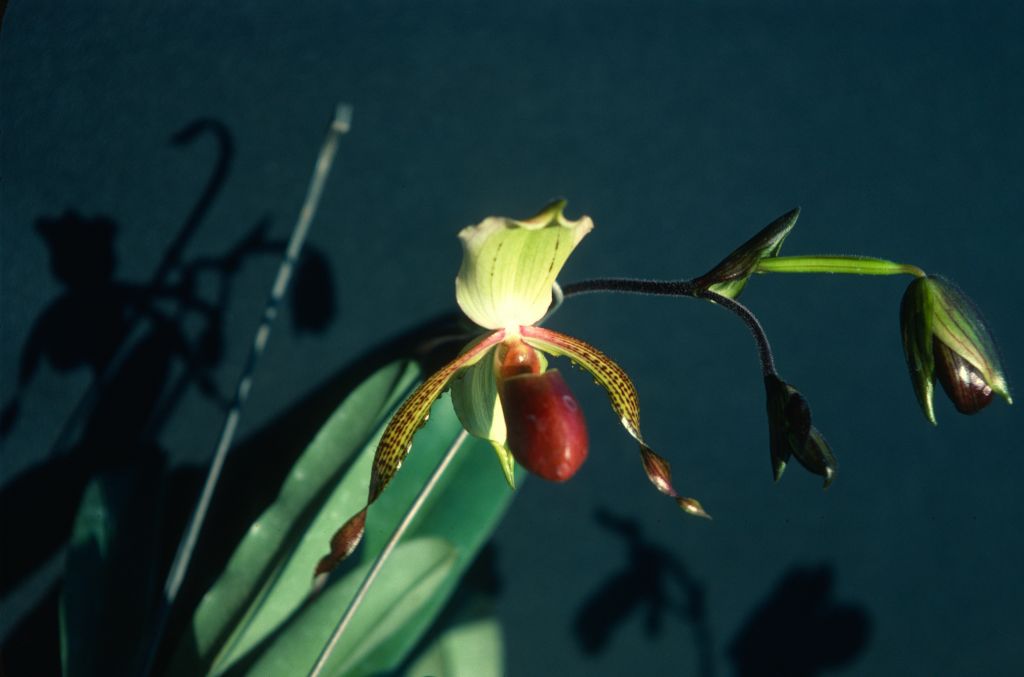 Paphiopedilum Adventure 'Safari', December 1978, roll 197812H5 slide 8