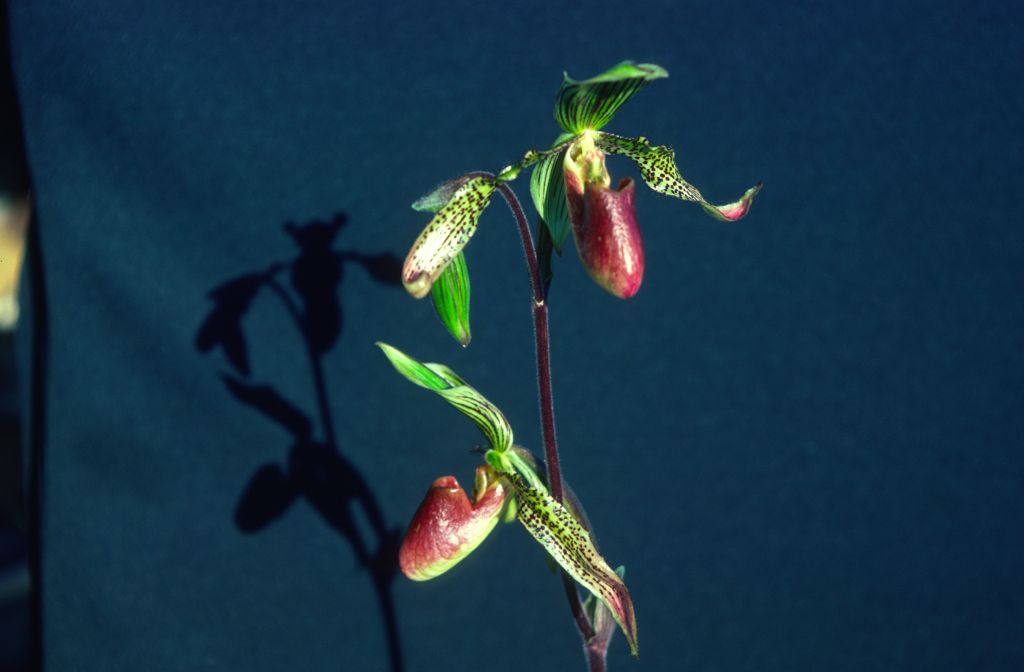 Paphiopedilum Apple-Roths, December 1978, at that time not yet registered (appletonianum x rothschildianum), roll 197812H9 slide 16
