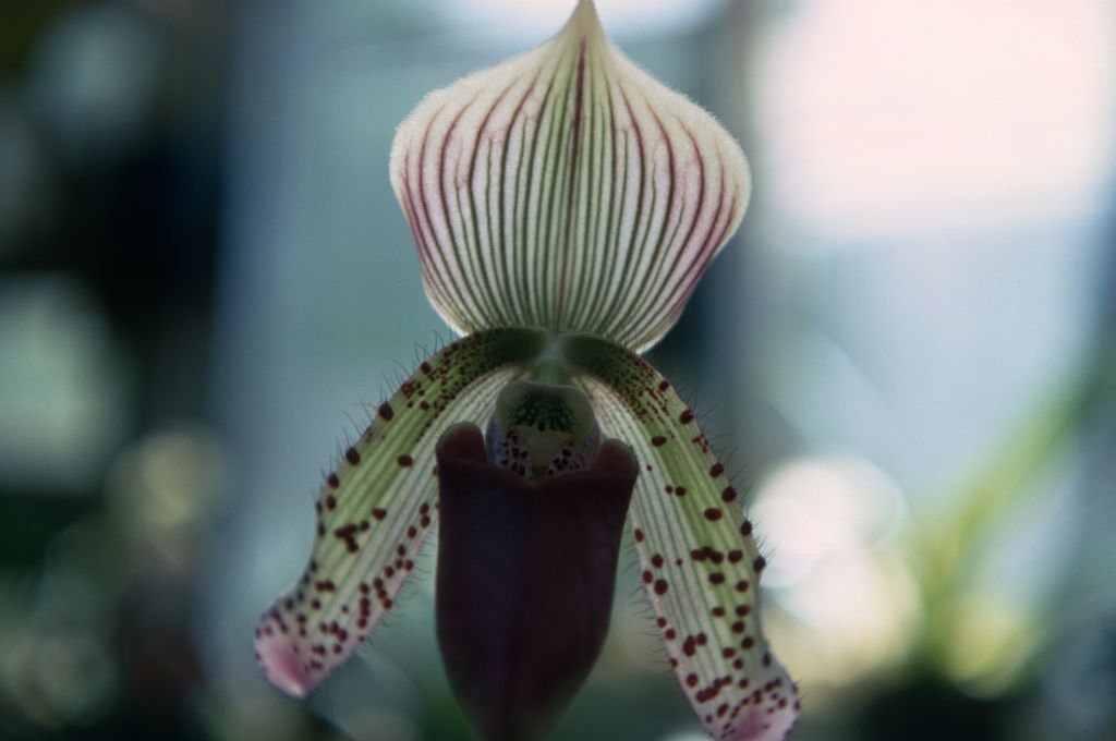 Paphiopedilum Beechense 'Superbum', September 1967, roll 196709H7 slide 13