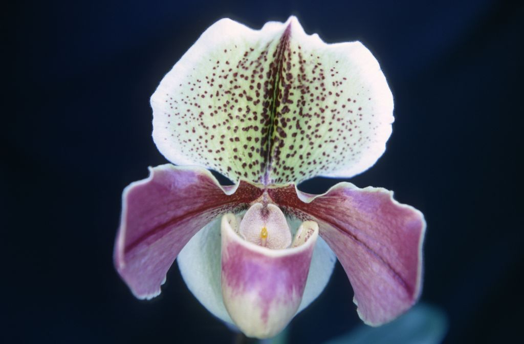 Paphiopedilum Beauté 'Linda', February 1968, roll 196802H7 slide 18