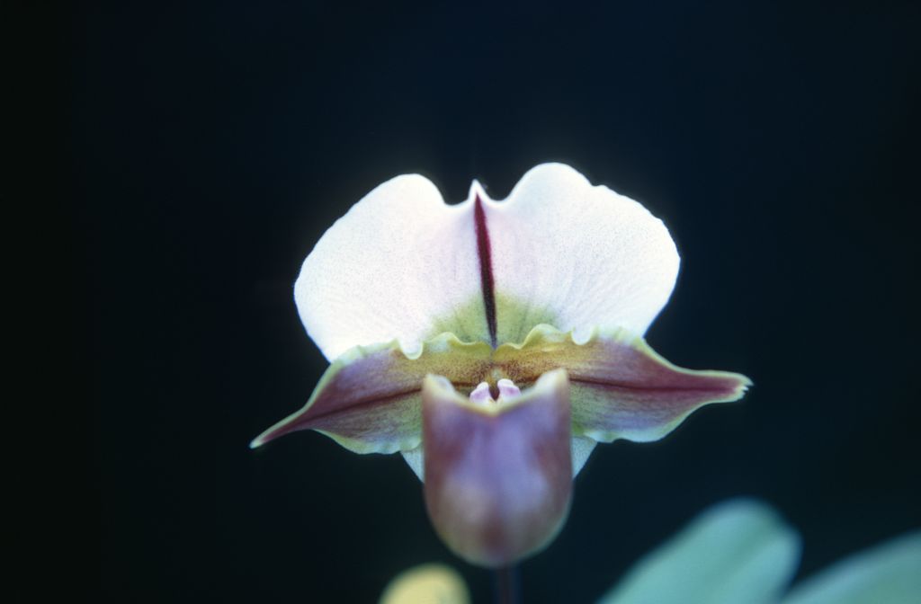 Paphiopedilum Bruno 'Model', February 1968, roll 196802H7 slide 4