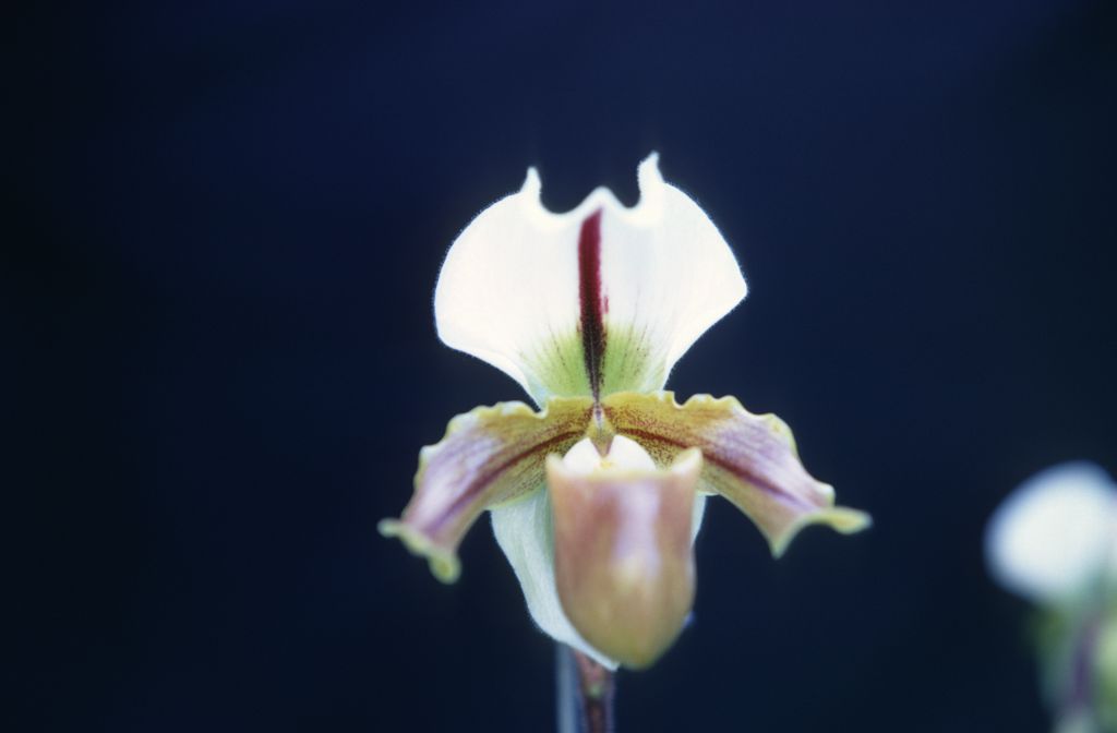 Paphiopedilum Buchanianum, February 1968, roll 196802H7 slide 6