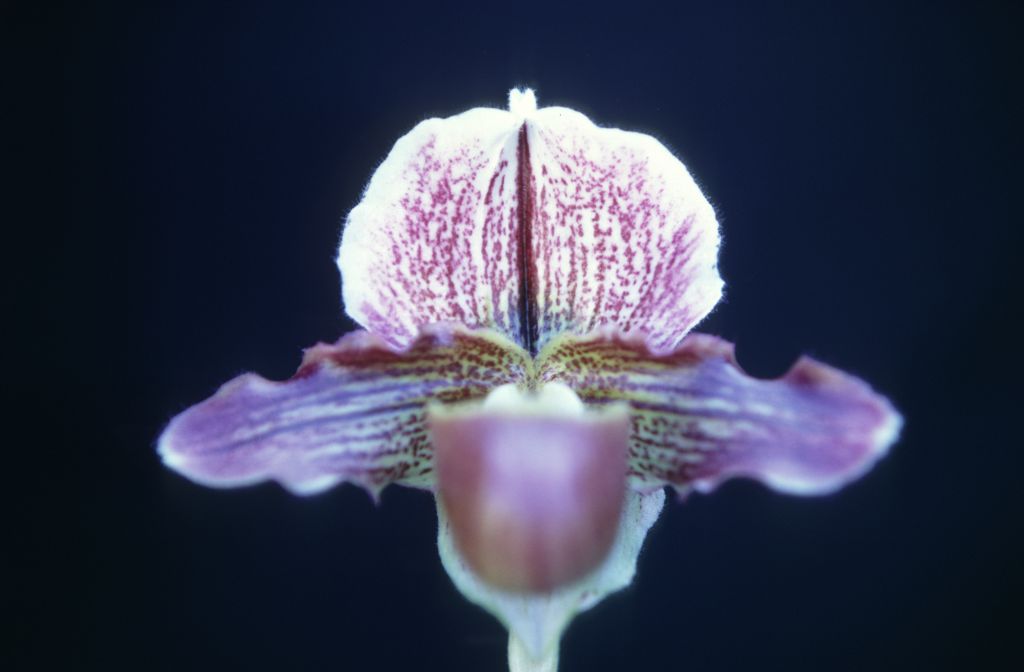 Paphiopedilum Baldur 'Magnificum', February 1968, roll 196802H7 slide 9.  Slide labeled 'Magnificent'.