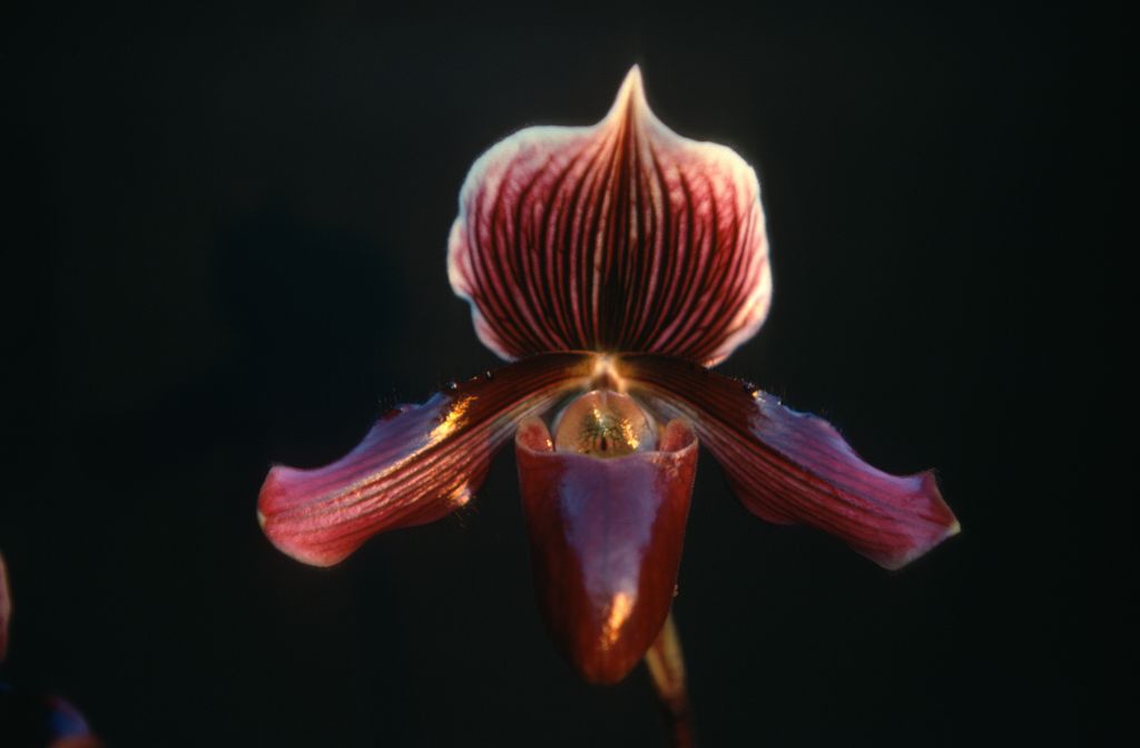 Paphiopedilum Burgundy 'Port Wine' HCC/AOS, December 1969, awarded 23 feb 1970 when exhibited at Long Beach judging by the Thomdel Collection of Pasadena, CA, roll 196912H6 slide 12