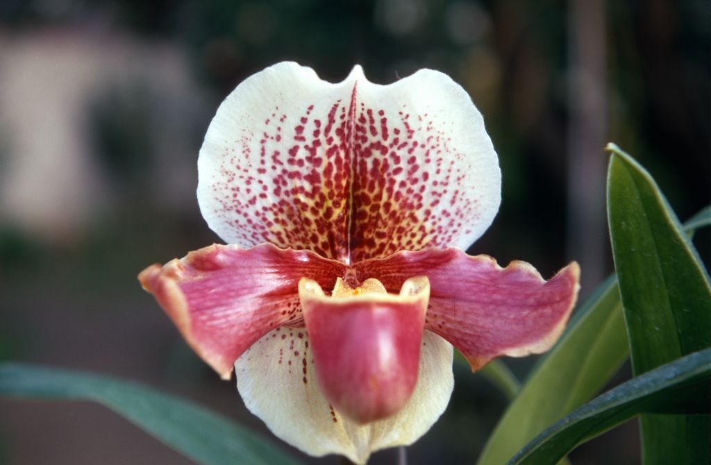 Paphiopedilum Blagrose 'Extra Fine', January 1970, roll 197001H6 slide 17