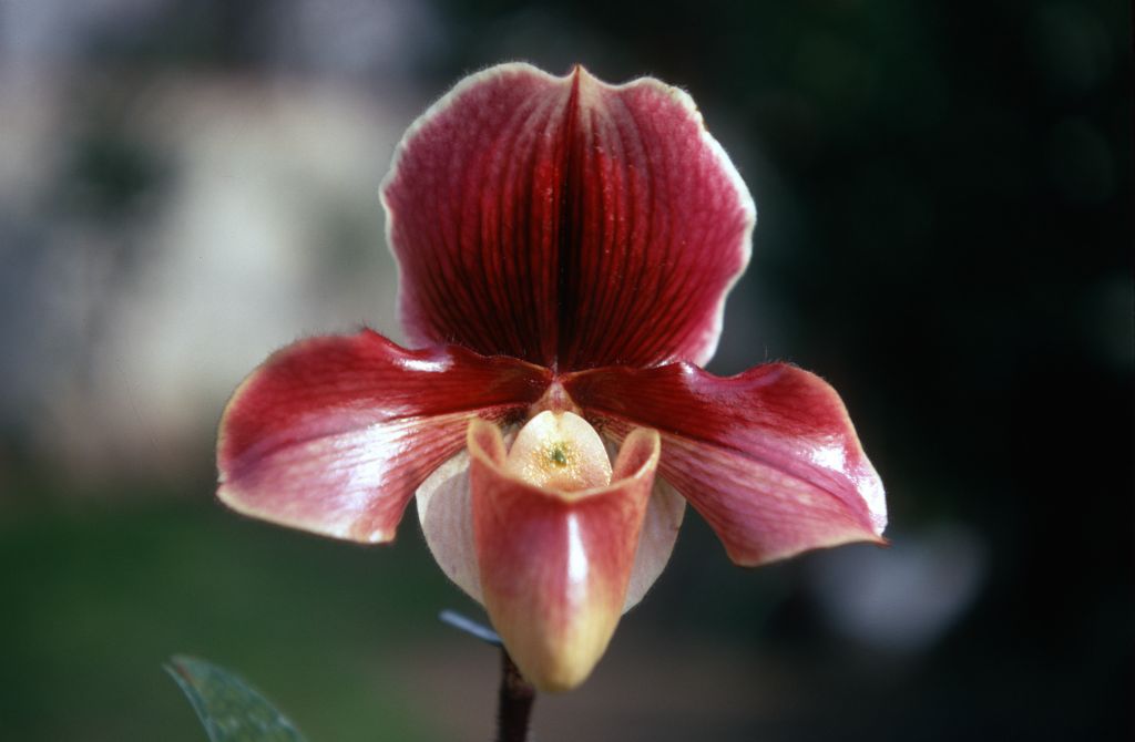 Paphiopedilum Battle of Egypt 'Alpha', January 1970, roll 197001H6 slide 4