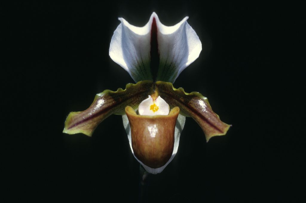 Paphiopedilum Buchanianum, March 1970, roll 197003H slide 15
