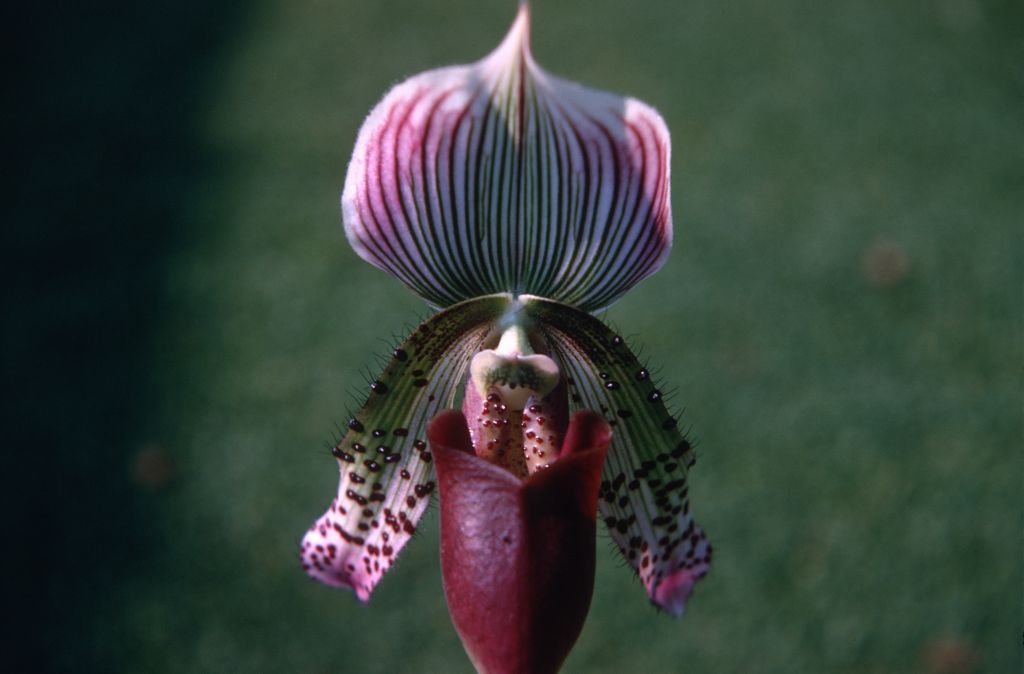 Paphiopedilum Beechense 'Superbiens', October 1970, roll 197010H4 slide 6