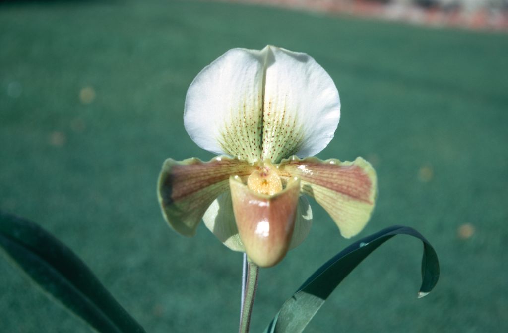 Paphiopedilum Belton '#1', November 1970, roll 197011H4 slide 13