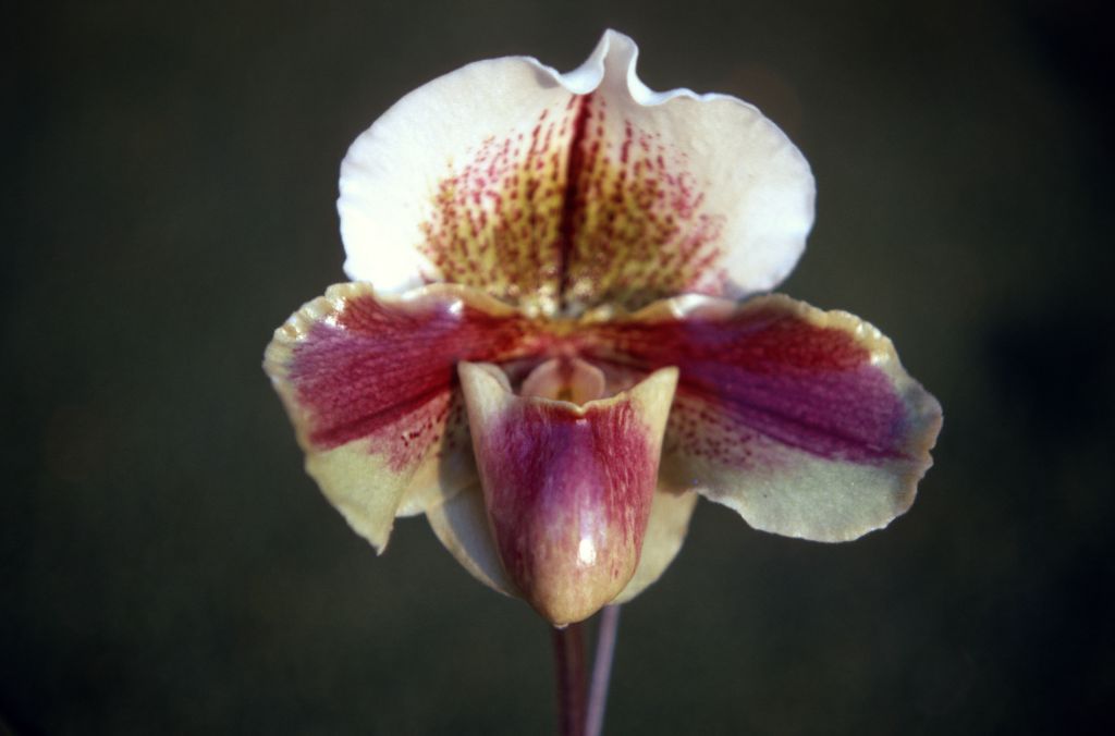 Paphiopedilum Balaclava 'Delight', December 1970, roll 197012H6 slide 10