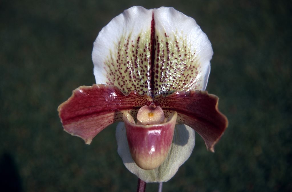 Paphiopedilum Balaclava 'Good Enough', December 1970, roll 197012H6 slide 16
