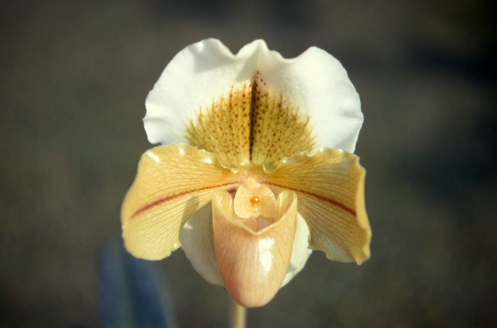 Paphiopedilum Betty Bracey 'Cameo' HCC/ODC, December 1970, roll 197012H6 slide 18