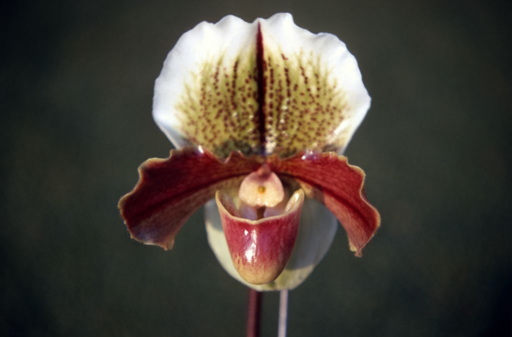 Paphiopedilum Balaclava 'XXX', December 1970, roll 197012H6 slide 7