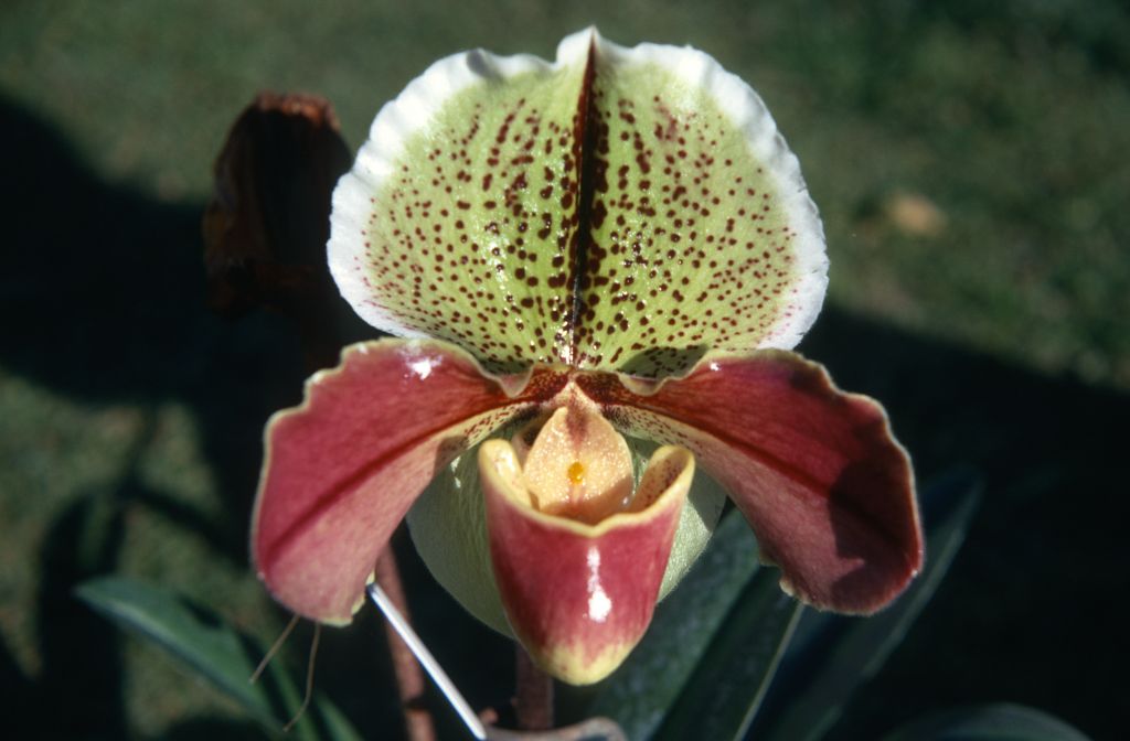Paphiopedilum Beauté 'Linda', January 1971, roll 197101H4 slide 5