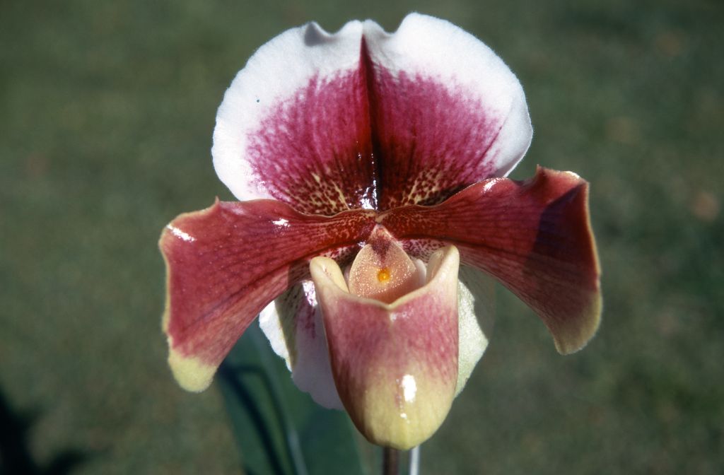 Paphiopedilum Blenheim Palace 'Without Doubt', January 1971, roll 197101H4 slide 7
