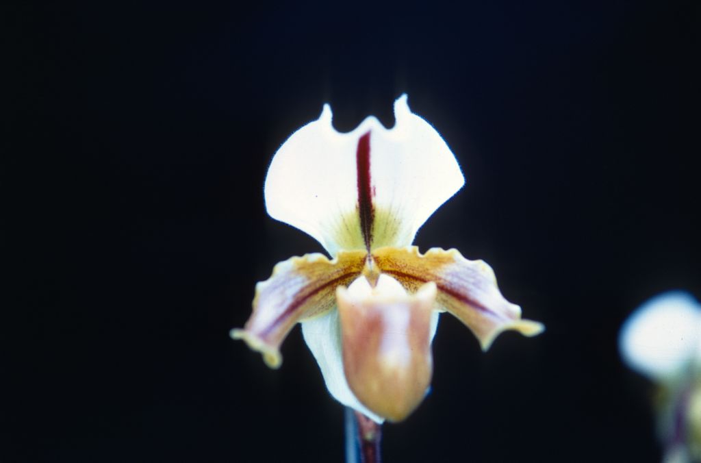 Paphiopedilum Buchanianum, Duplicate Slide 43, made January 1971, roll 197101H8.