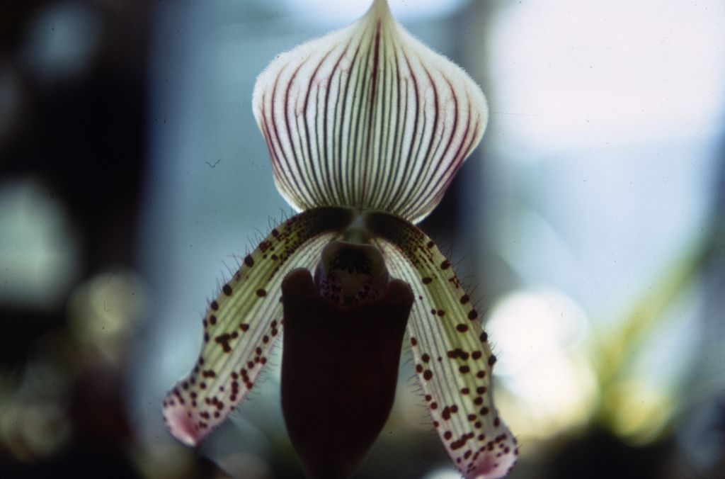 Paphiopedilum Beechense 'Superbum', Duplicate Slide 44, made January 1971, roll 197101H8.