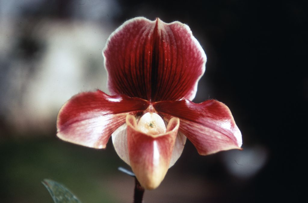 Paphiopedilum Battle of Egypt 'Alpha' AM/RHS, Duplicate slide 49, made January 1971, roll 197101H8.