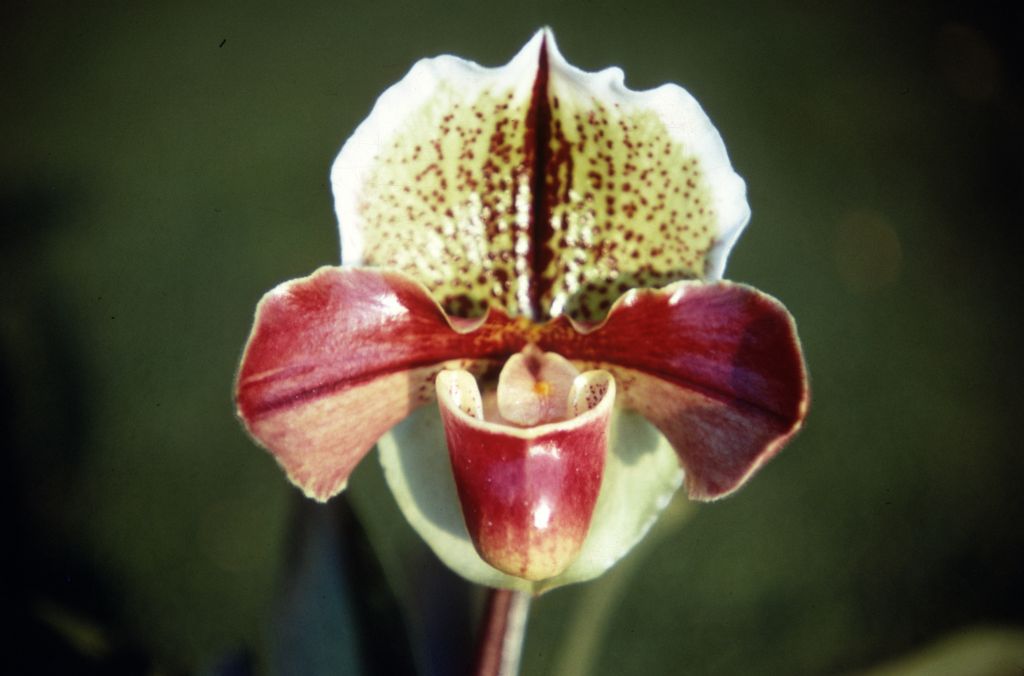 Paphiopedilum Beauté 'Helena' AM (no such award has been found, but the very similar cultivar 'Linda' received AM/ODC in 1966), Duplicate Slide 63, made January 1971, roll 197101H8.
