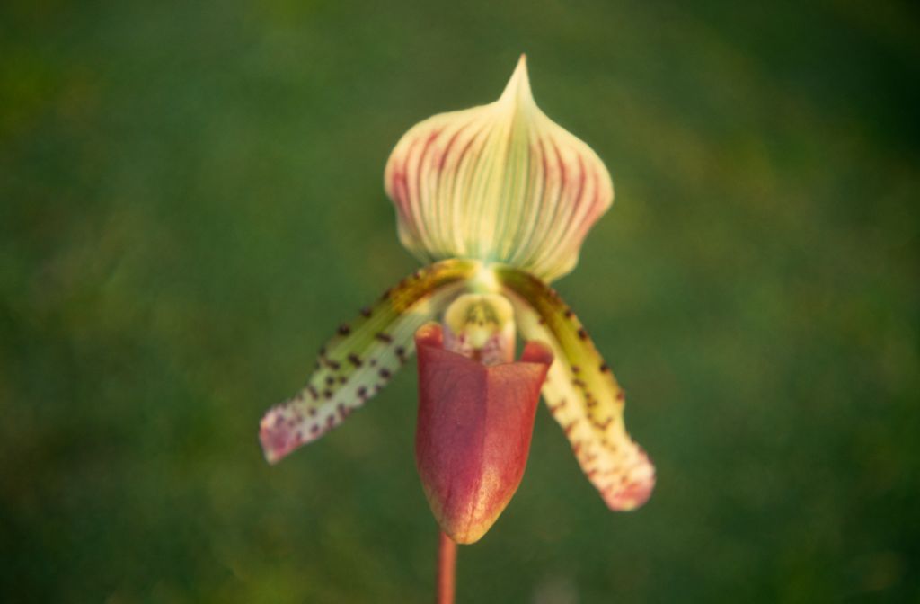 Paphiopedilum Beechense 'Superbum', February 1971, roll 197102H7 slide 15