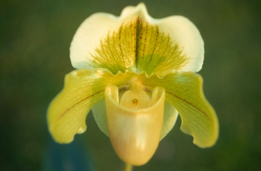 Paphiopedilum Betty Bracey 'Meadowlark' HCC/AOS/ODC, February 1971, roll 197102H7 slide 17