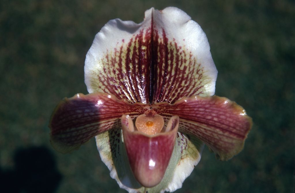 Paphiopedilum Burleigh Mohur '#6', March 1971, roll 197103H7 slide 4