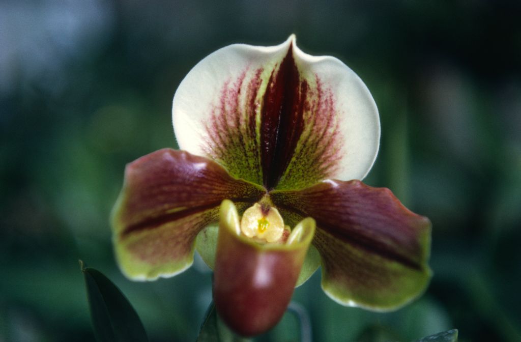 Paphiopedilum Baron Opoix, November 1967, roll 196711H1 slide 14