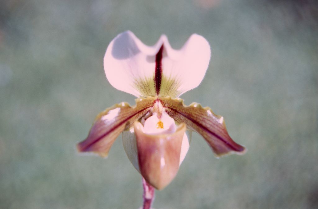Paphiopedilum Buchanianum, December 1971, roll 197112H1 slide 1