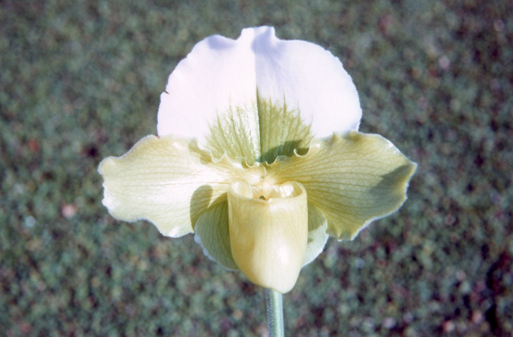 Paphiopedilum Betty Bracey 'Linnet', December 1971, roll 197112H4 slide 5