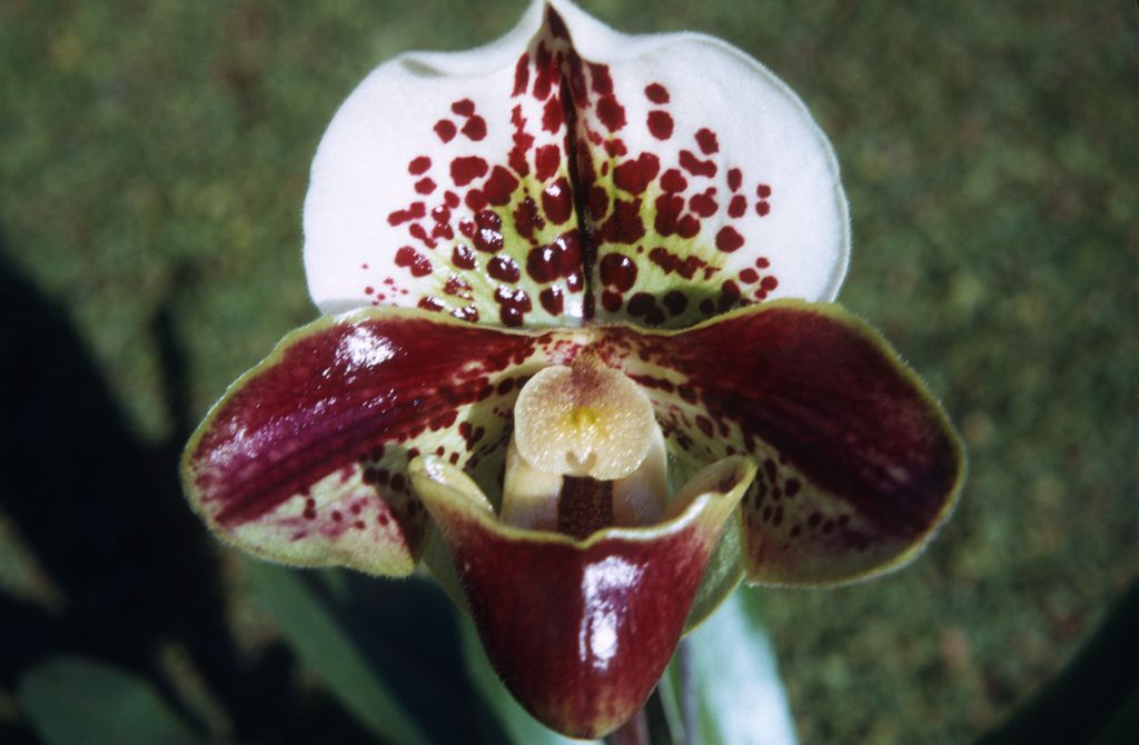 Paphiopedilum Boxford 'Monarch', January 1972, roll 197201H7 slide 19