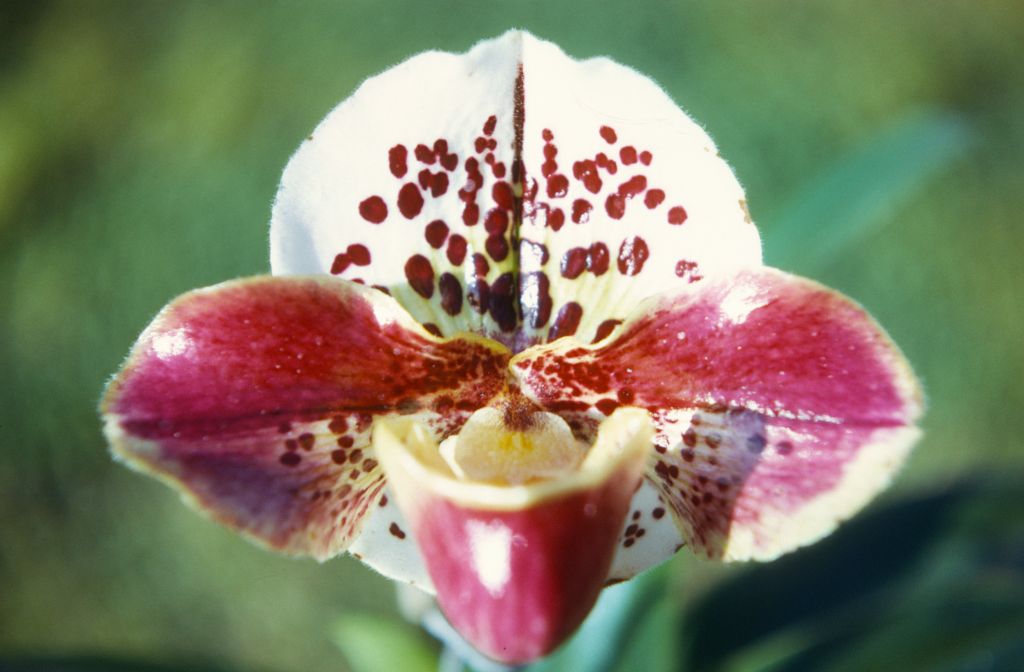 Paphiopedilum Bell Ringer 'Brocade' AM/AOS B/OSSC, February 1972, roll 197202H2 slide 17