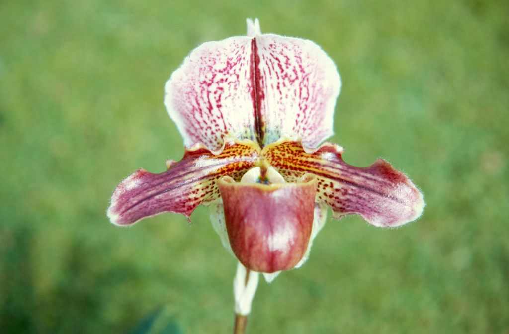 Paphiopedilum Baldur 'Magnificum', February 1972, roll 197202H5 slide 12.  Slide labeled 'Mag'.