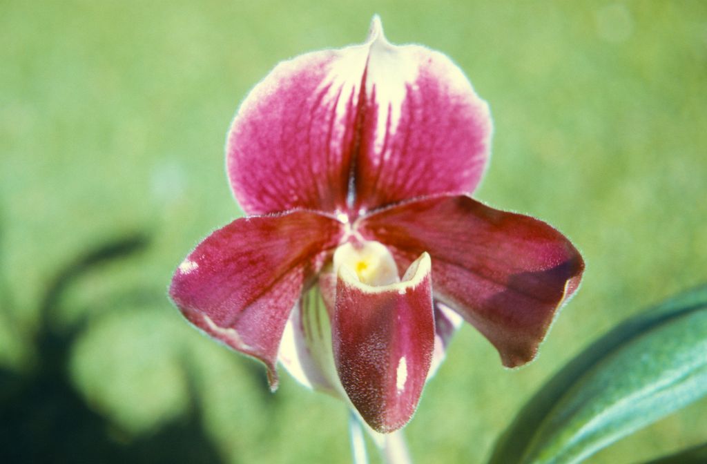 Paphiopedilum Belisaire 'Plutons', February 1972, roll 197202H5 slide 5