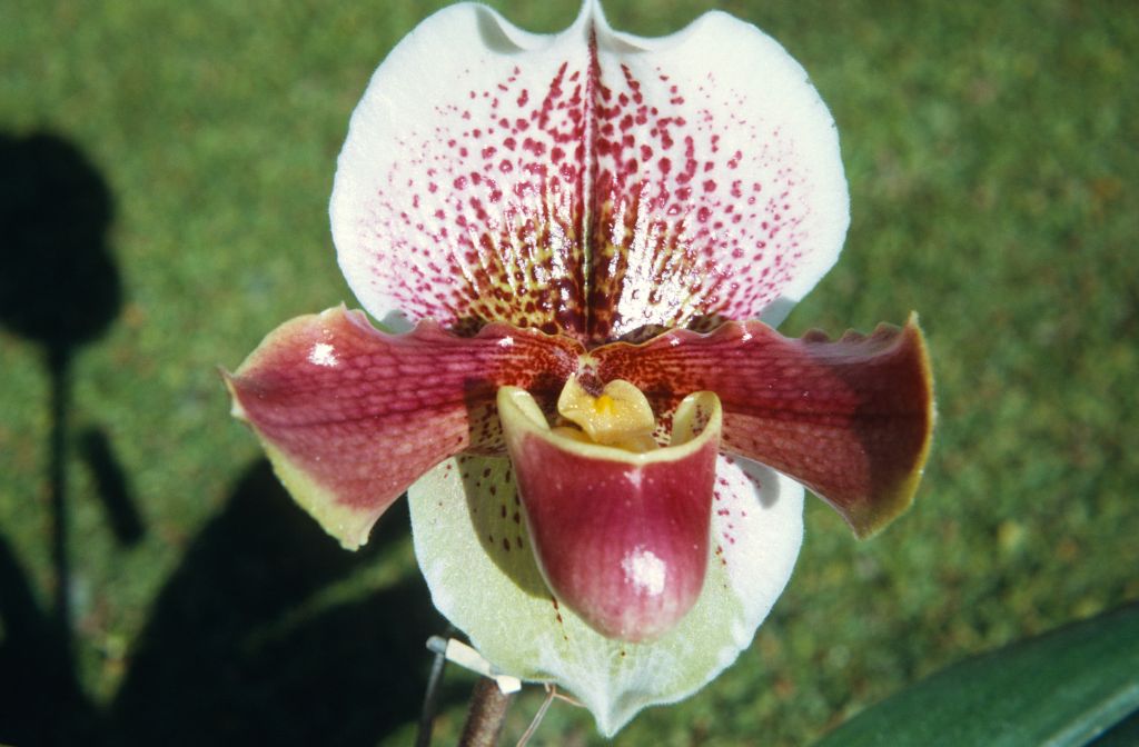 Paphiopedilum Blagrose 'Extra Fine', February 1972, roll 197202H5 slide 7