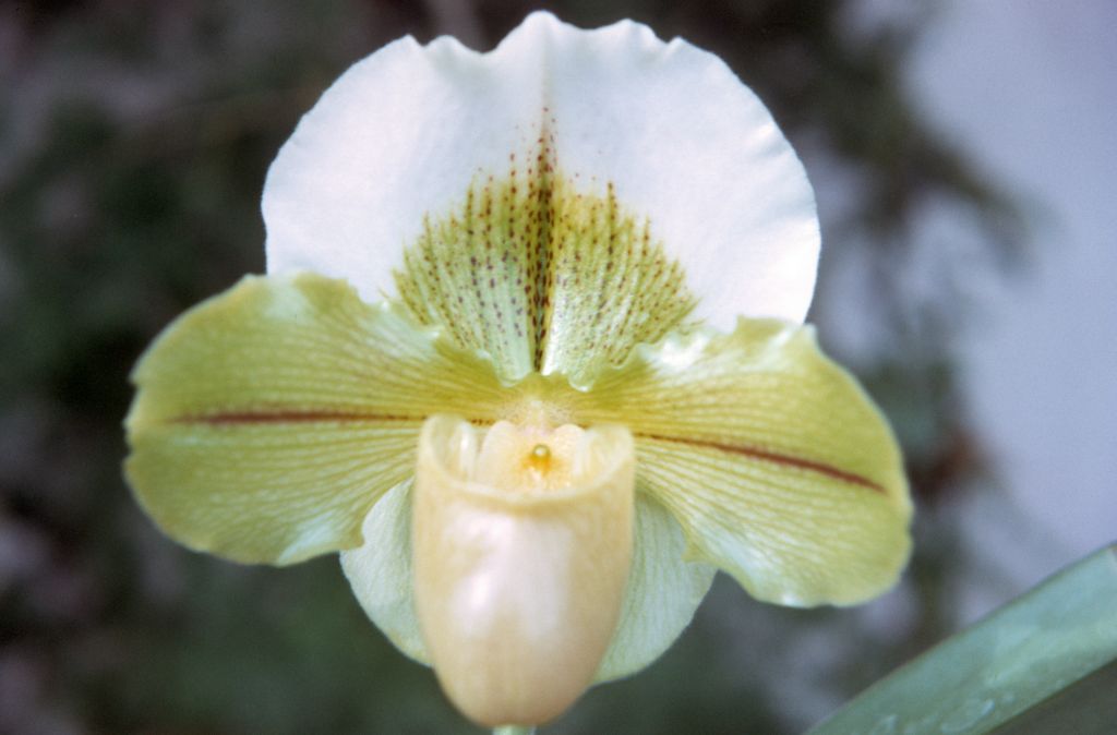 Paphiopedilum Betty Bracey 'Cameo', December 1972, roll 197212H11 slide 7