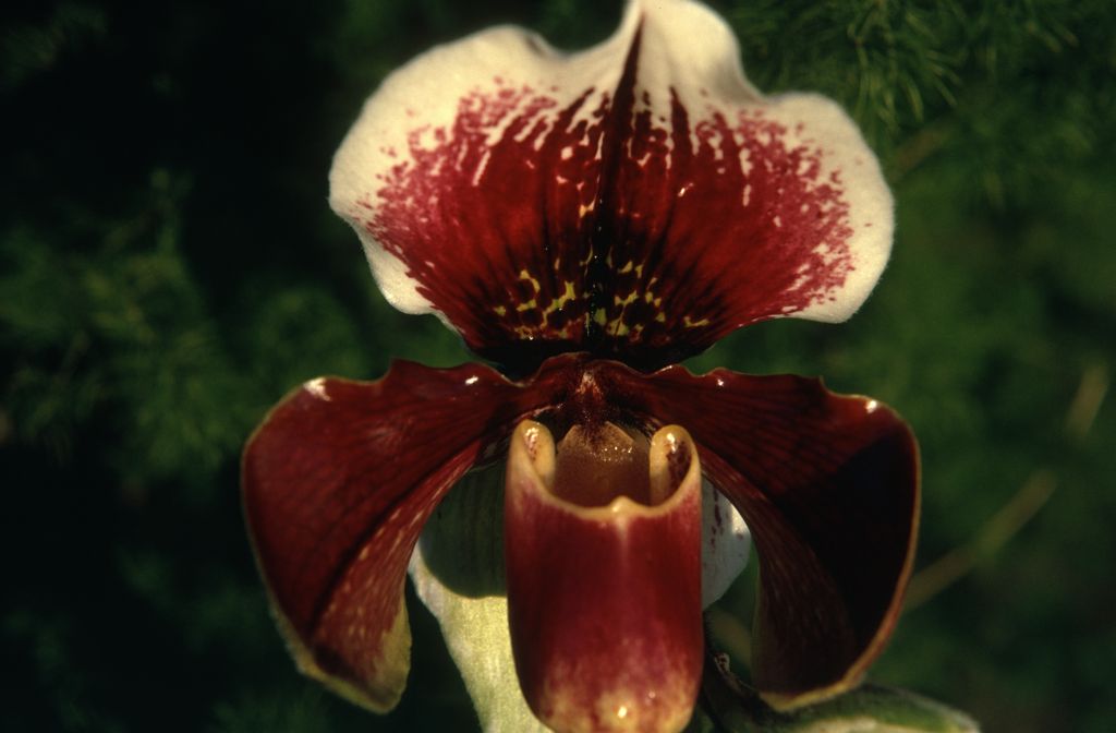 Paphiopedilum Blue Order 'Thunder', January 1973, roll 197301 slide 17