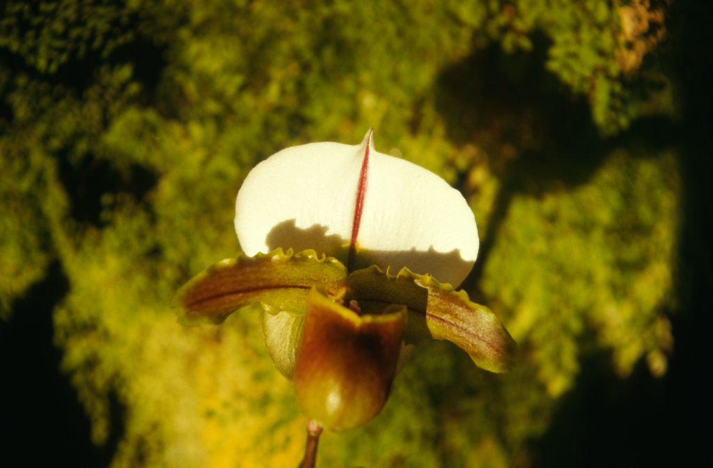 Paphiopedilum Bruno 'Model', December 1973, roll 197312H7 slide 8