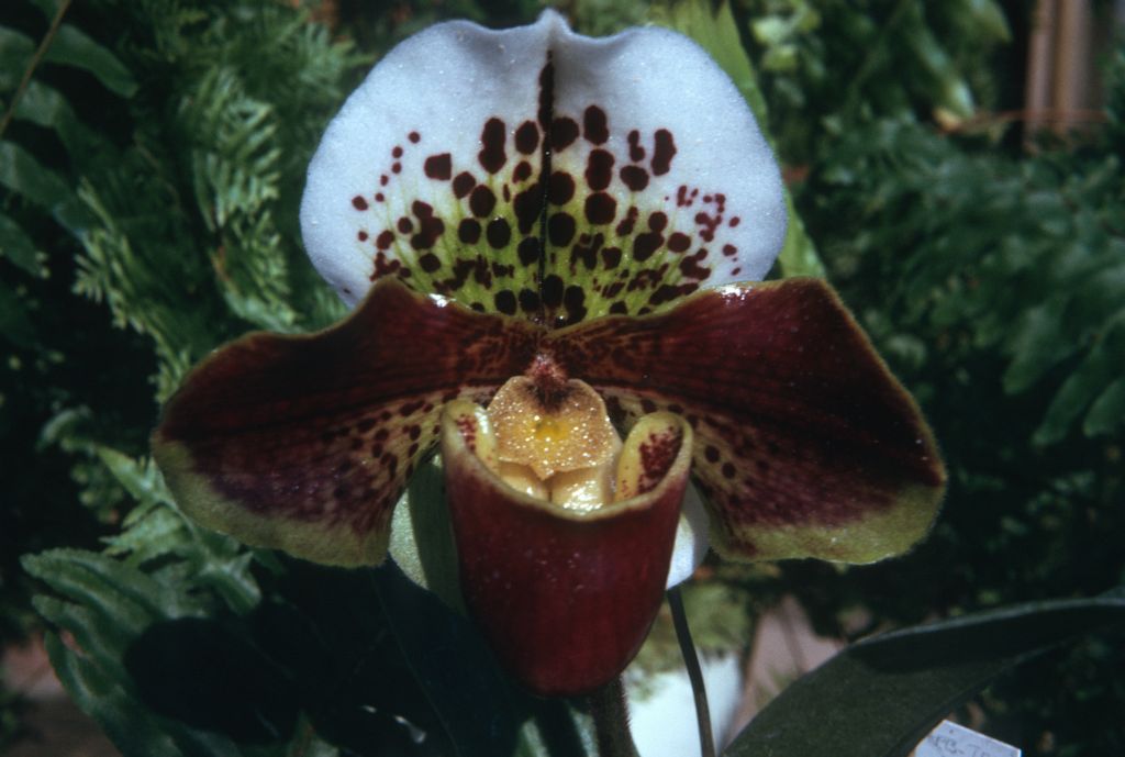 Paphiopedilum Bell Ringer 'Chimes' AM/AOS/ODC, November 1974, roll 197411H1 slide 14