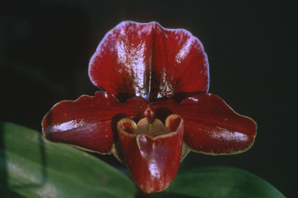 Paphiopedilum Burma Ruby 'Carimo', December 1975, roll 197512H7 slide 6
