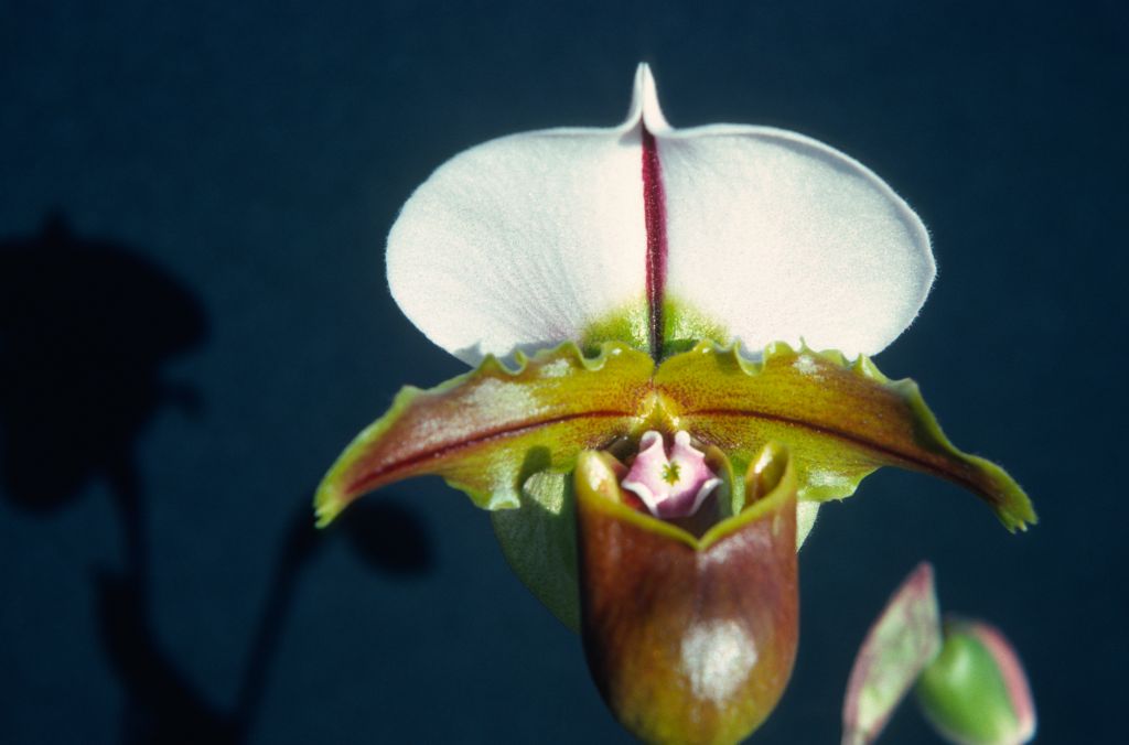 Paphiopedilum Bruno 'Model', February 1976, roll 197602H12 slide 1