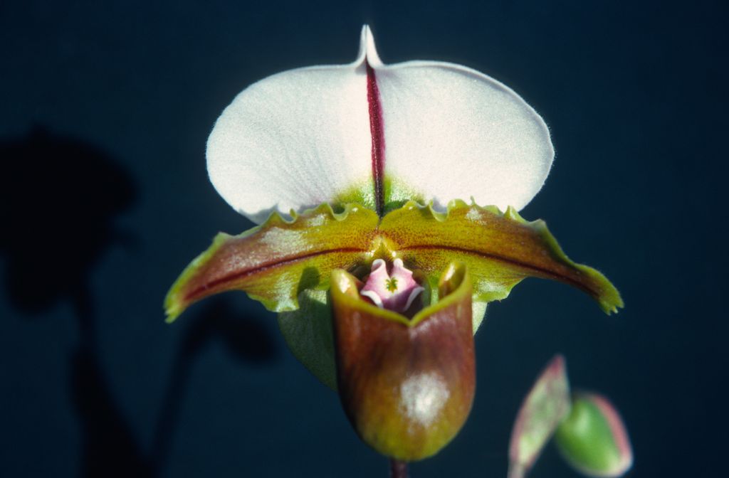 Paphiopedilum Bruno 'Model', February 1976, roll 197602H12 slide 2