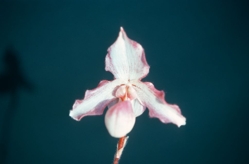 Paphiopedilum Black Diamond, January 1977, roll 197701H9 slide 12